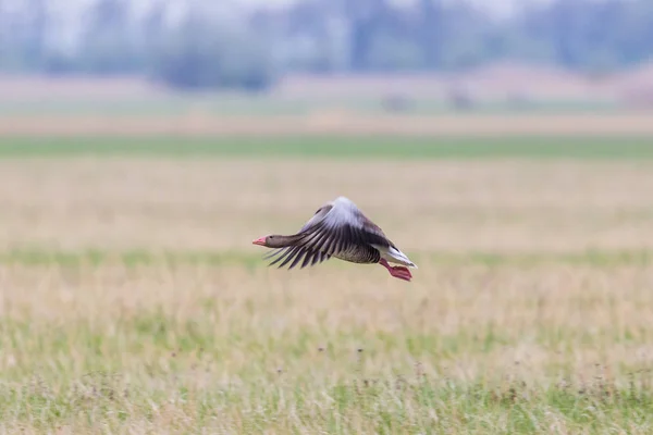 One gray goose (anser anser) flying in green meadow — Stock Photo, Image