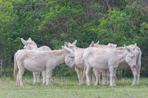 Burros brancos em pé no prado — Fotografia de Stock