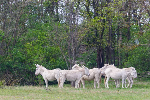 Vários burros brancos em pé em pastagens — Fotografia de Stock