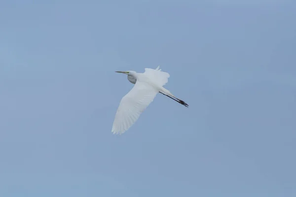 Gran garza blanca aislada (egretta alba) durante el vuelo en el cielo azul — Foto de Stock