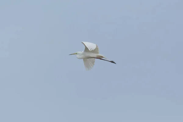 Gran garza blanca (egretta alba) durante el vuelo en el cielo azul — Foto de Stock