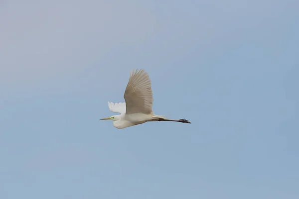 Gran garza blanca (egretta alba) durante el vuelo en el cielo azul — Foto de Stock