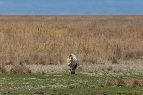 Um cavalo Przewalski andando em pastagens esparsas — Fotografia de Stock