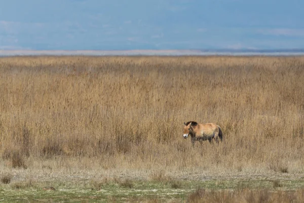 Um cavalo Przewalski de pé em pastagens esparsas — Fotografia de Stock