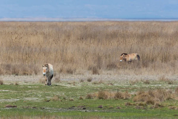 Dois cavalos selvagens Przewalski em pastagens esparsas — Fotografia de Stock