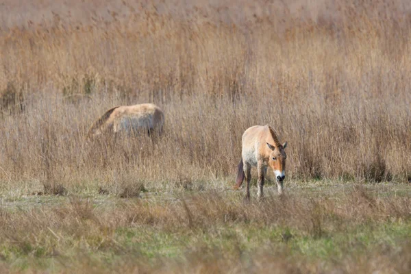 Retrato dois Przewalski cavalos selvagens pastando — Fotografia de Stock