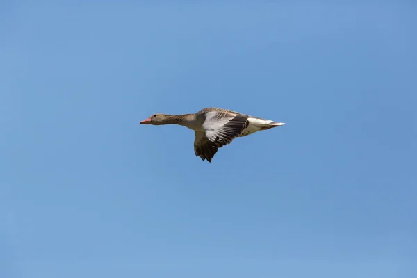 Portrait of isolated flying gray goose (anser anser) in blue sky — Stock Photo, Image