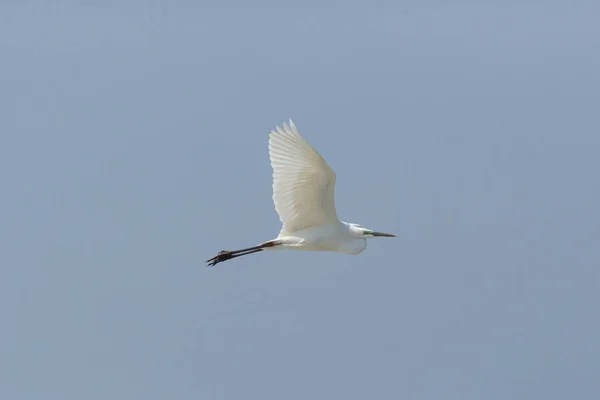 Gran garza blanca (egretta alba) en vuelo, cielo azul, victoria propagación — Foto de Stock