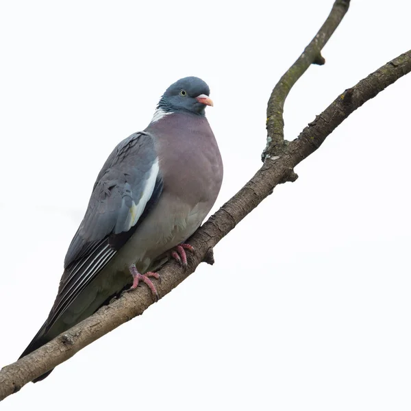 Pigeon des bois isolé (columba palumbus) assis sur une branche — Photo