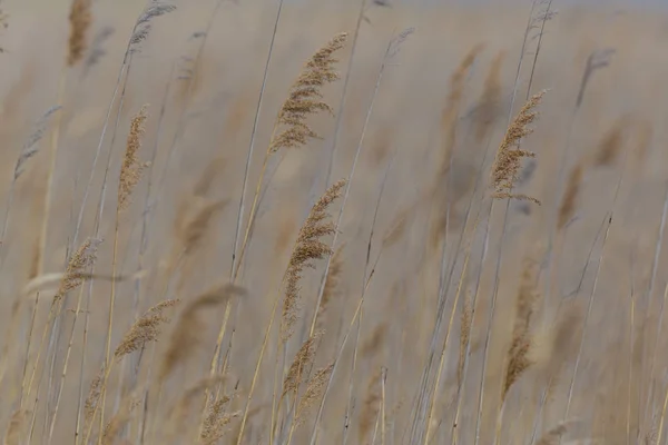 Orejas naturales de caña de hierba en el viento — Foto de Stock