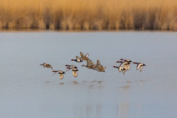 Rotschopfruderenten (netta rufina) fliegen über das Wasser — Stockfoto