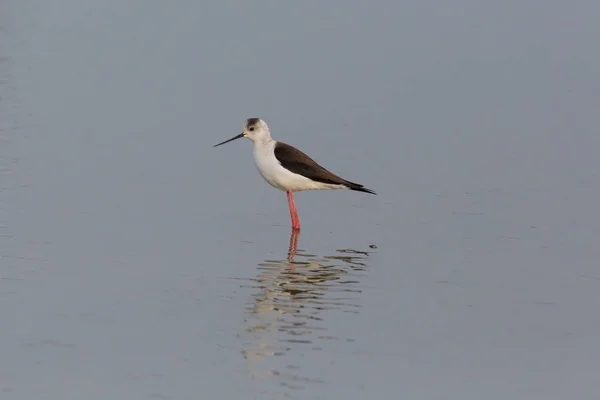 Retrato de zancada común (Himantopus himantopus) de pie — Foto de Stock