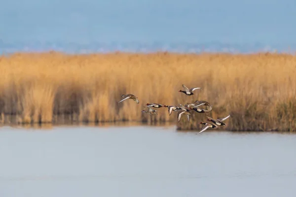 Rotschopfruderenten (netta rufina) fliegen über das Wasser — Stockfoto