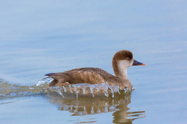 Female red-crested pochard (netta rufina) swimming, splashing — Stock Photo, Image