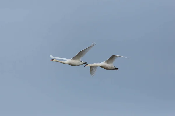 Dos cisnes mudos (cygnus olor) en vuelo con cielo azul — Foto de Stock