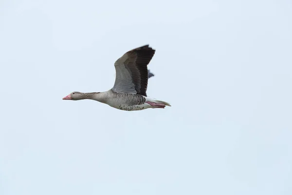 Retrato del ganso gris volador (anser anser) en el cielo blanco — Foto de Stock