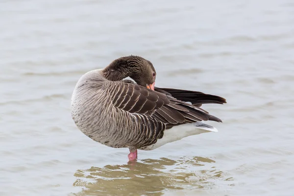 Retrato de ganso cinzento em pé (anser anser) em água — Fotografia de Stock