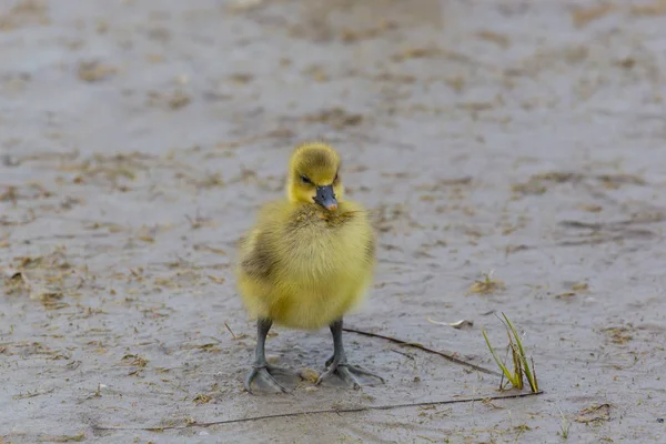 Amarillo bebé gris ganso (anser anser) de pie en el barro — Foto de Stock