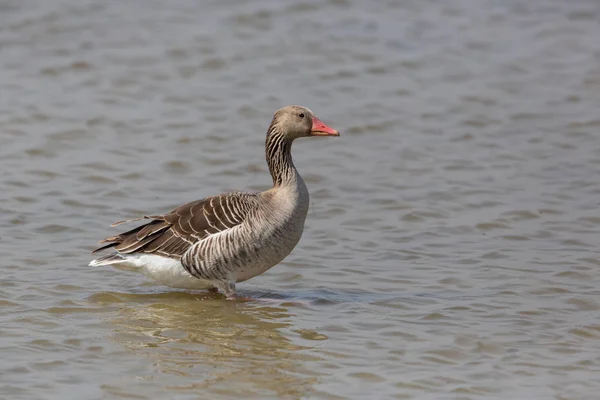 Portret van staande grijze gans (Anser anser) in water — Stockfoto