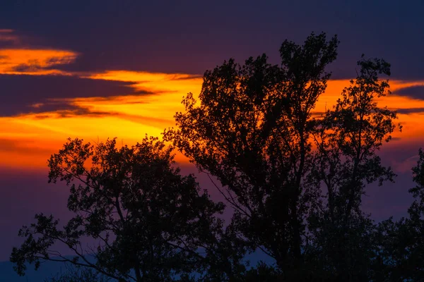 Silhouette d'arbre au coucher du soleil avec ciel orange — Photo