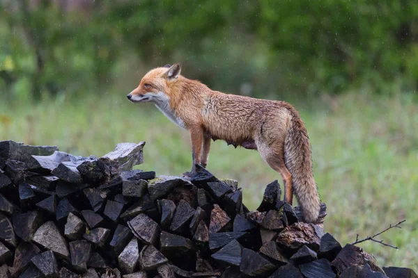 Kobieta czerwona lis (Vulpes vulpes) stoi na stos drewna w deszczu — Zdjęcie stockowe