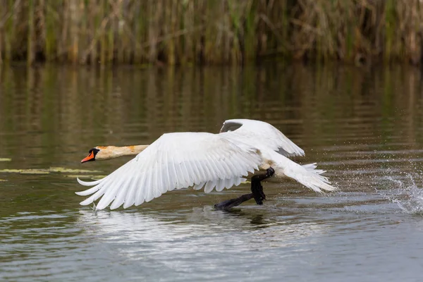 Cisne mudo (cygnus olor) correndo sobre a superfície da água, asas abertas — Fotografia de Stock
