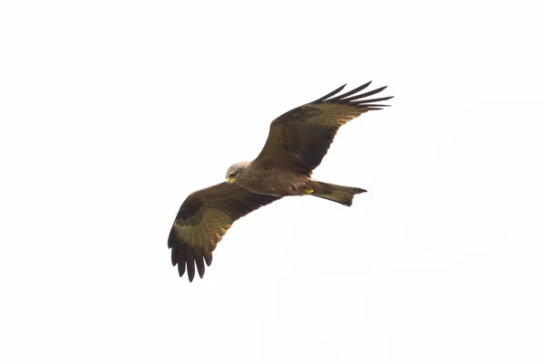 Portrait isolated black kite bird (milvus migrans) in flight — Stock Photo, Image