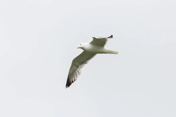 Жовтоногий мартин (larus Michahellis) літає, розтягує крила — стокове фото