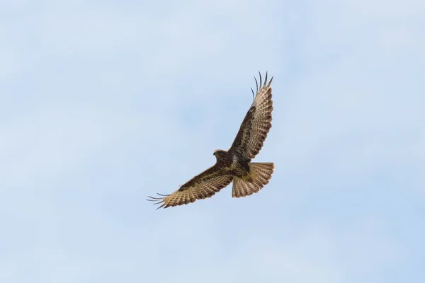 Ortak şahin (buteo buteo) kanatları yayılmış uçuş — Stok fotoğraf