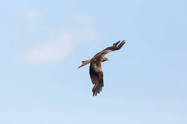 Létající červený drak (Milvus Milvus), modrá obloha, bílý mrak — Stock fotografie