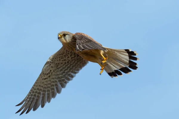 Crécerelle commun (falco tinnunculus) en vol — Photo