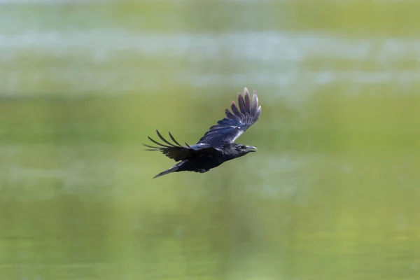 Side view carrion crow (corvus corone) in flight, green water — Stock Photo, Image