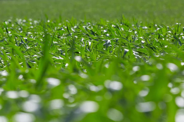 Campo de plantas de milho doce na luz solar — Fotografia de Stock