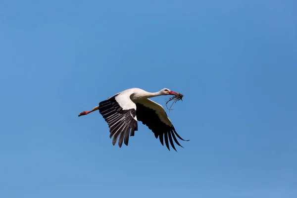 白鹤（Ciconia ciconia）在蓝天中飞翔 — 图库照片