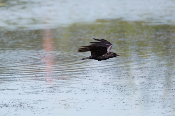 black carrion crow raven corvus corone) flying over water