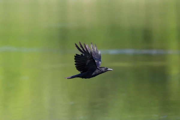 carrion crow raven corvus corone) flying over green water