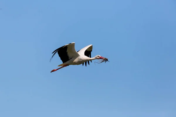 Cicogna bianca (Ciconia ciconia) che vola nel cielo blu — Foto Stock