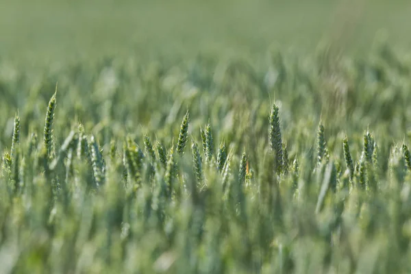 Campo de orelhas de trigo verde na luz solar — Fotografia de Stock