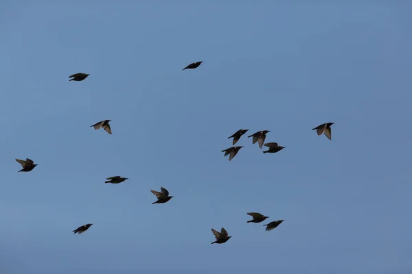 Многие скворцы (Struus vulgaris) летают в голубом небе — стоковое фото