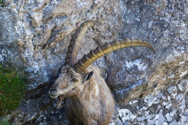 Retrato adulto alpino capra ibex capricórnio em pé sobre rocha — Fotografia de Stock