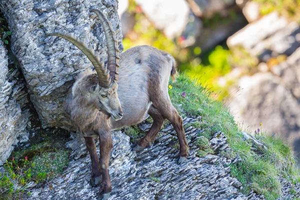 Steinbockmännchen steht in felsigem Steilhang — Stockfoto