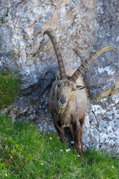 Retrato adulto alpino capra ibex capricórnio pé rocha prado — Fotografia de Stock