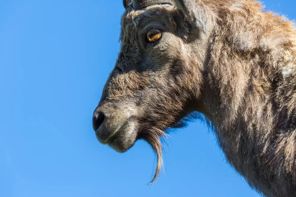 Retrato lateral da barba capra alpina ibex capricórnio céu azul — Fotografia de Stock