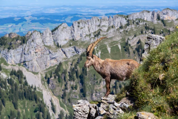 Macho cuernos ibex capricornio alpino de pie sobre roca —  Fotos de Stock