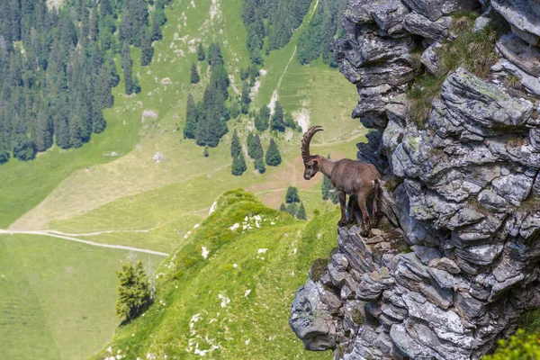 Capra alpino adulto capricorn ibex em pé na rocha com vale — Fotografia de Stock