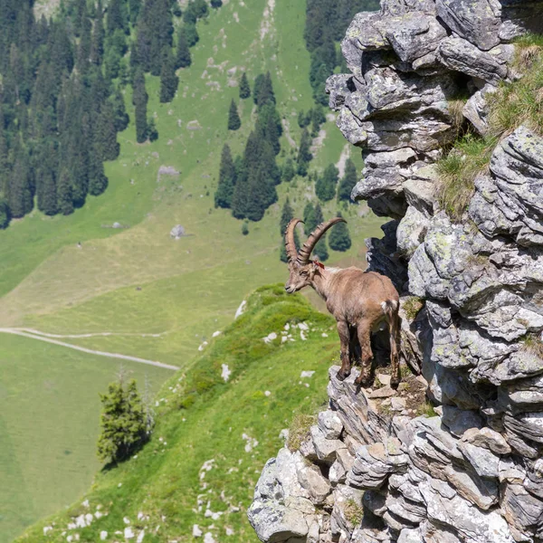 Capra alpina macho capricórnio ibex em pé na rocha com vale — Fotografia de Stock
