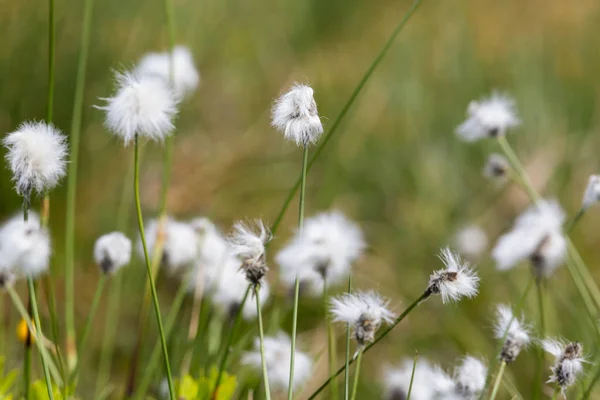 Flor flor de hierba de algodón natural (Eriophorum ) — Foto de Stock