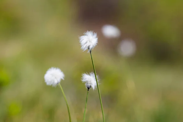 Flower bloom of natural cotton grass (Eriophorum) — Stock Photo, Image