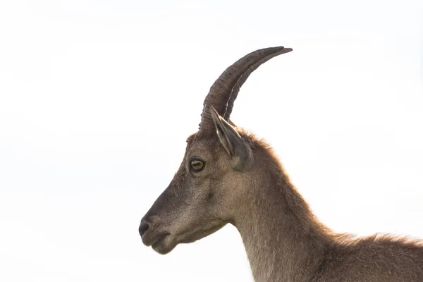 Retrato da vista lateral do capricórnio fêmea alpino ibex — Fotografia de Stock