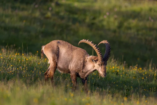 放牧 成年 男性 高山 卡普拉 ibex 摩天角在绿色 — 图库照片